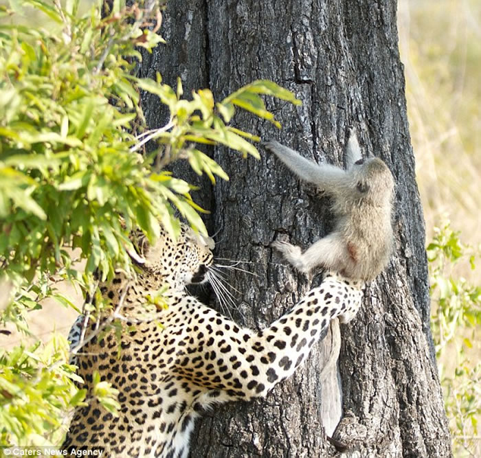 南非萨比森野生动物保护区长尾黑颚猴被花豹穷追不舍上树逃命