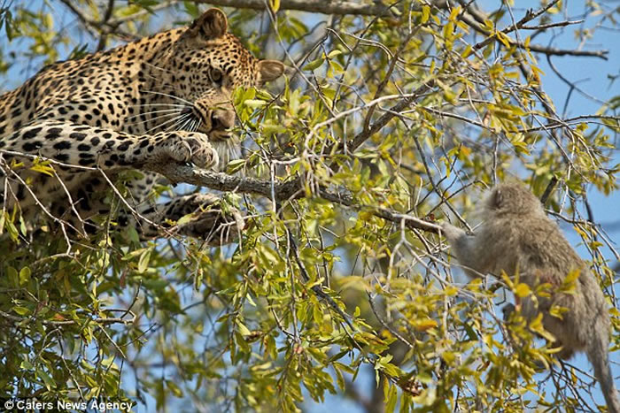 南非萨比森野生动物保护区长尾黑颚猴被花豹穷追不舍上树逃命