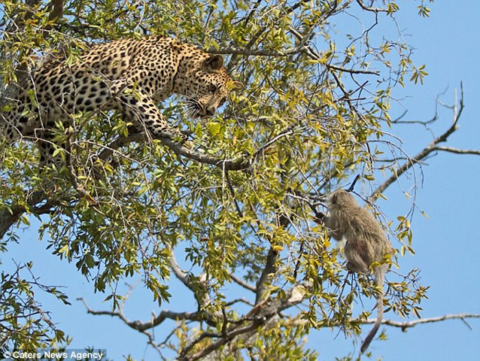 南非萨比森野生动物保护区长尾黑颚猴被花豹穷追不舍上树逃命