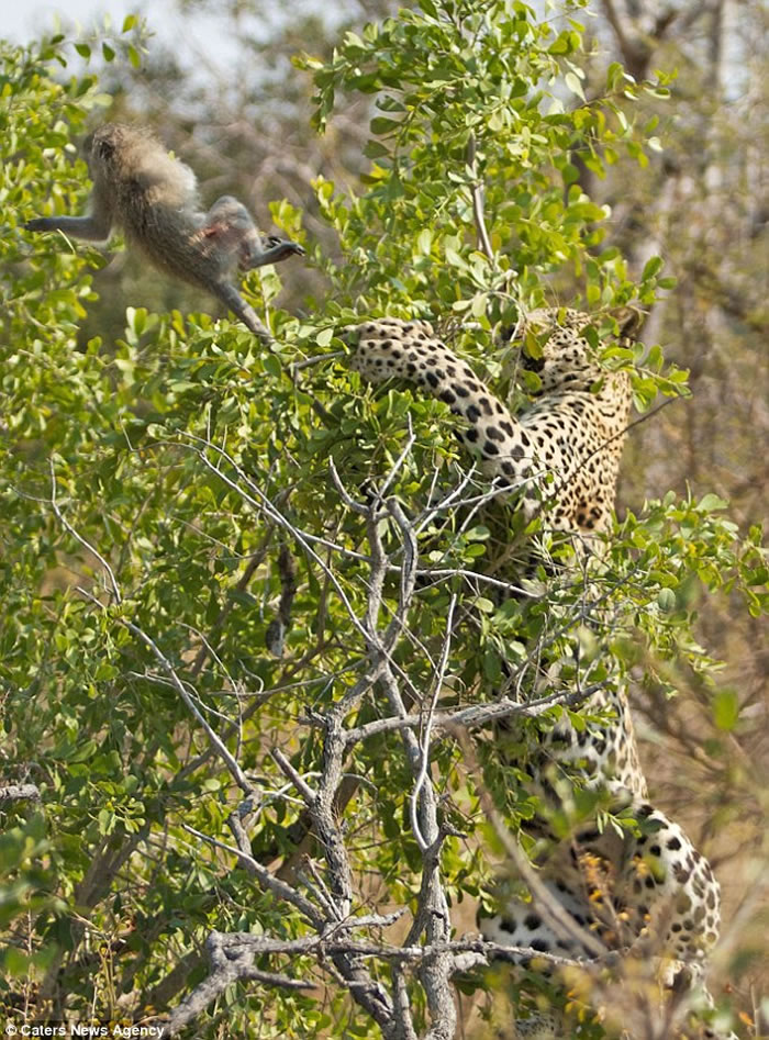南非萨比森野生动物保护区长尾黑颚猴被花豹穷追不舍上树逃命