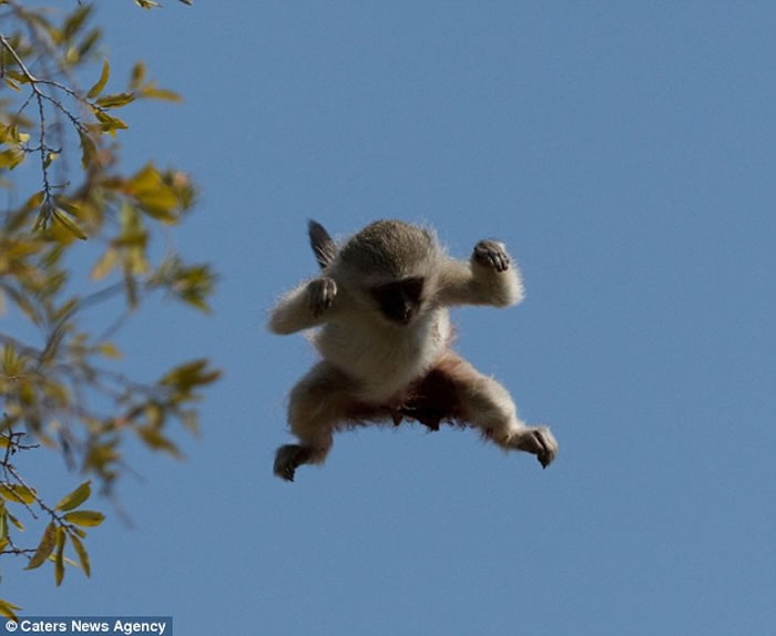 南非萨比森野生动物保护区长尾黑颚猴被花豹穷追不舍上树逃命