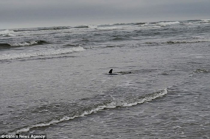 美国俄勒冈州海滩奄奄一息小鲨鱼搁浅,海洋生物学家不惧利齿抱起放生