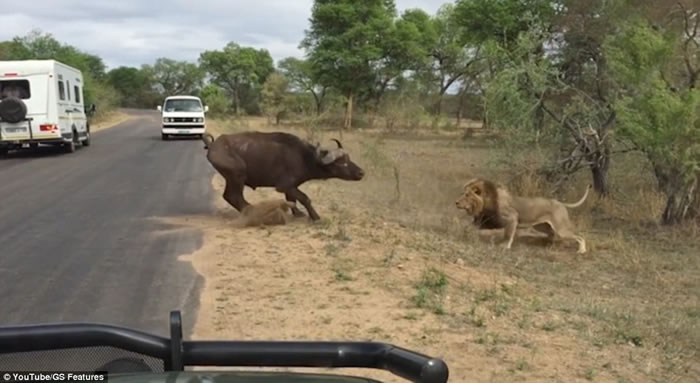 南非克鲁格国家公园勇敢水牛舍身救同类惨成群狮盘中餐