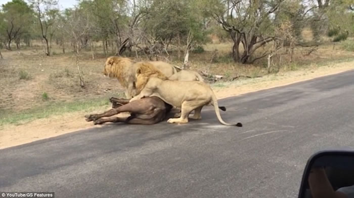 南非克鲁格国家公园勇敢水牛舍身救同类惨成群狮盘中餐