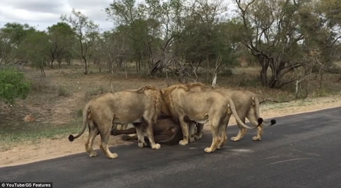 南非克鲁格国家公园勇敢水牛舍身救同类惨成群狮盘中餐