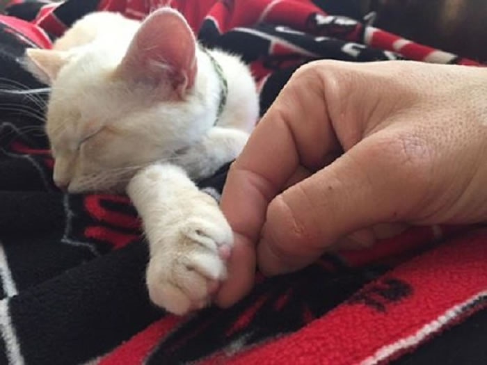 萌猫超有爱心,对主人发挥疗效。