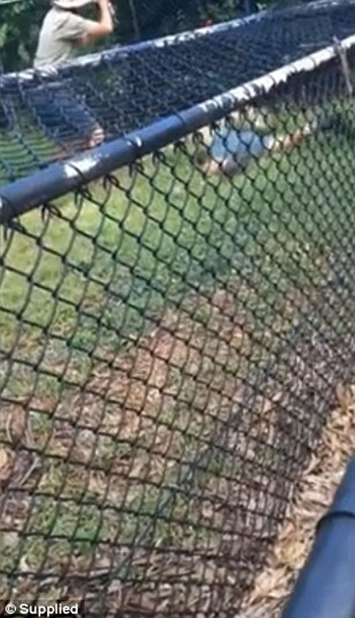 澳洲鳄鱼表演突发狂,观众面前噬咬管理员手臂