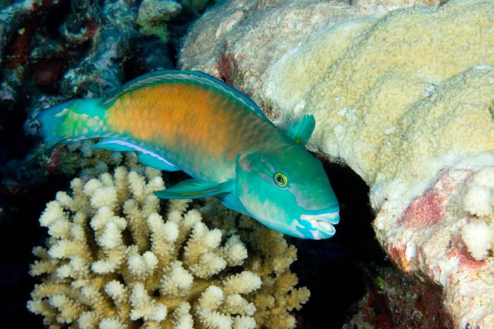 иĸı乫ġ˵ͬһֻ鵽ԱPHOTOGRAPH BY TIM LAMAN, NATIONAL GEOGRAPHIC