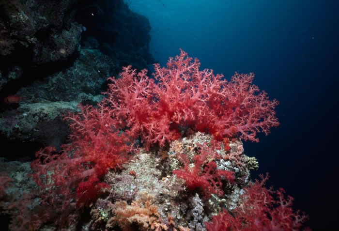 ˵Ŀüɺѣľ顣PHOTOGRAPH BY NICK CALOYIANIS, NATIONAL GEOGRAPHIC