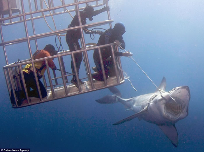潜水客在墨西哥与大白鲨近距离接触照片在网络上疯传 引发“如何与野生动物互动”讨论