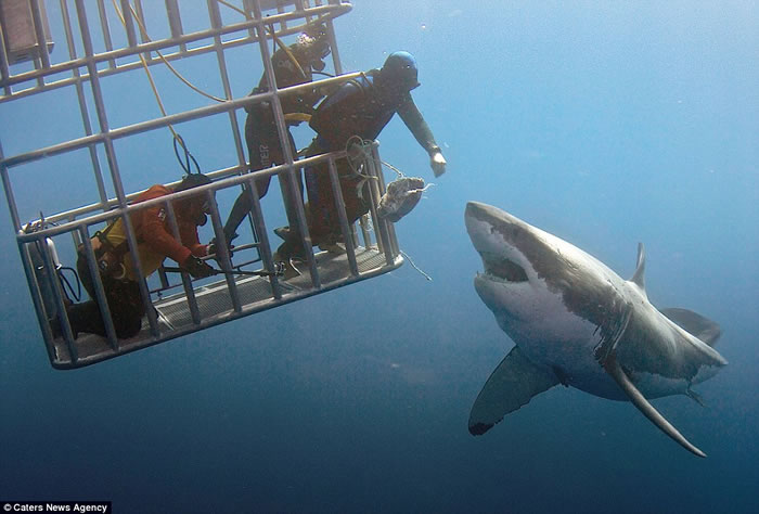 潜水客在墨西哥与大白鲨近距离接触照片在网络上疯传 引发“如何与野生动物互动”讨论
