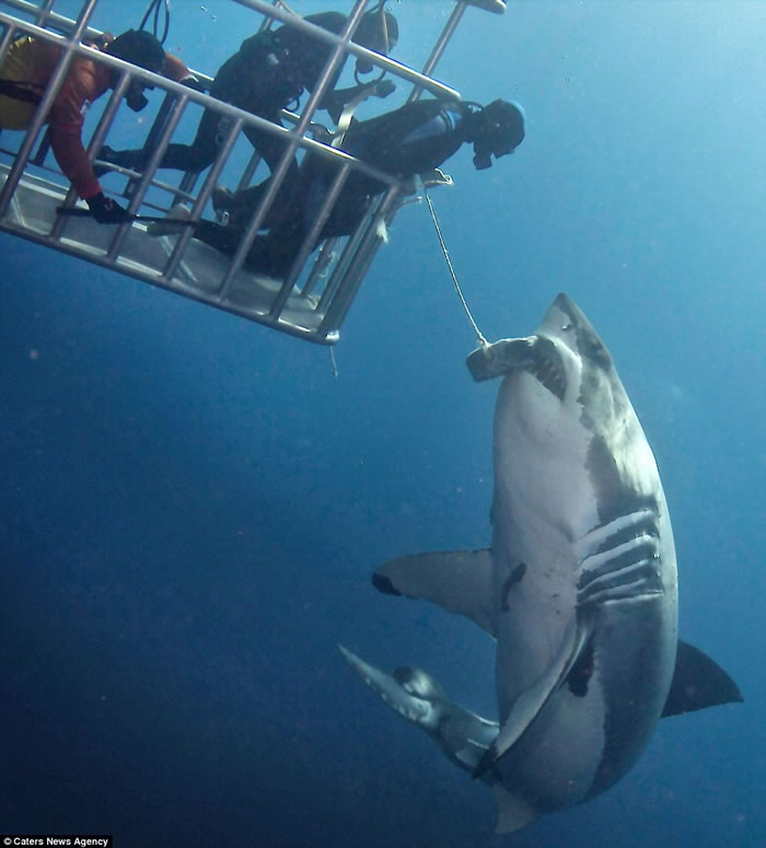 潜水客在墨西哥与大白鲨近距离接触照片在网络上疯传 引发“如何与野生动物互动”讨论