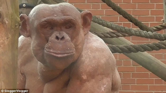 Ӣ����ɪ˹ͨ����԰10��ֻ������ȺŹ