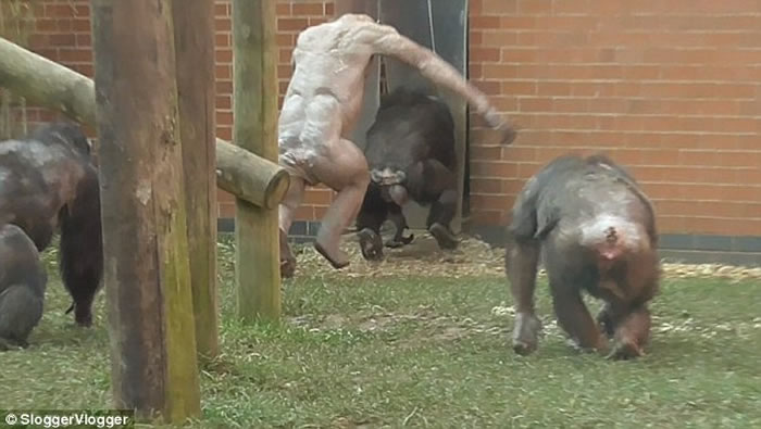 Ӣ����ɪ˹ͨ����԰10��ֻ������ȺŹ