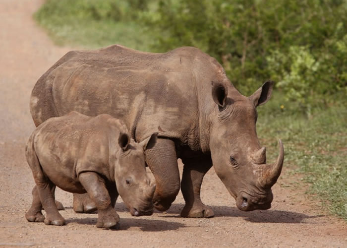 ȻˣIUCNȥ1300ͷϬţ͵ɱ