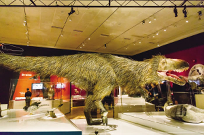 美国恐龙展中的“华丽羽王龙”模型