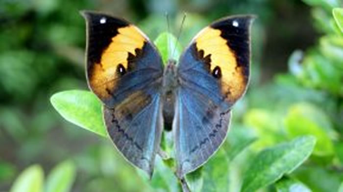 姿势和摇摆控制蝴蝶的飞行