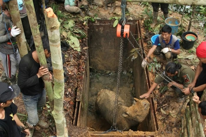 苏门答腊犀牛消失40年后重现印尼加里曼丹
