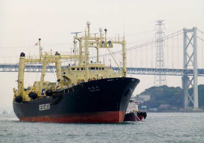 2014年4月5日的照片显示日本捕鲸船日新丸返回到港口