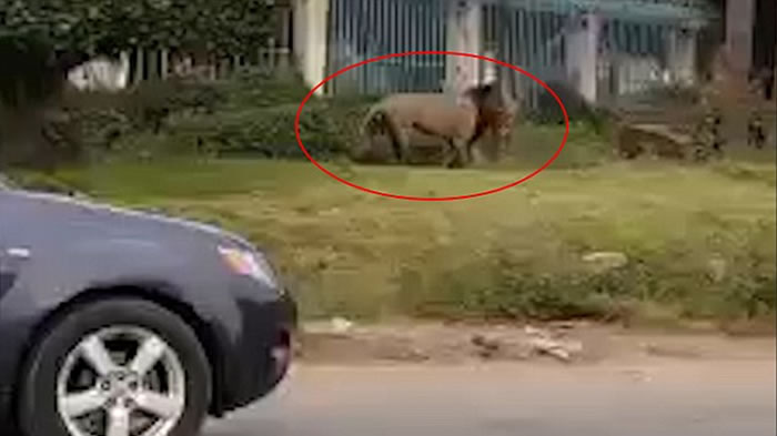 肯尼亚内罗毕国家公园狮子闯首都 抓伤老翁惹恐慌