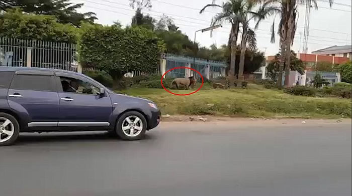 肯尼亚内罗毕国家公园狮子闯首都,抓伤老翁惹恐慌