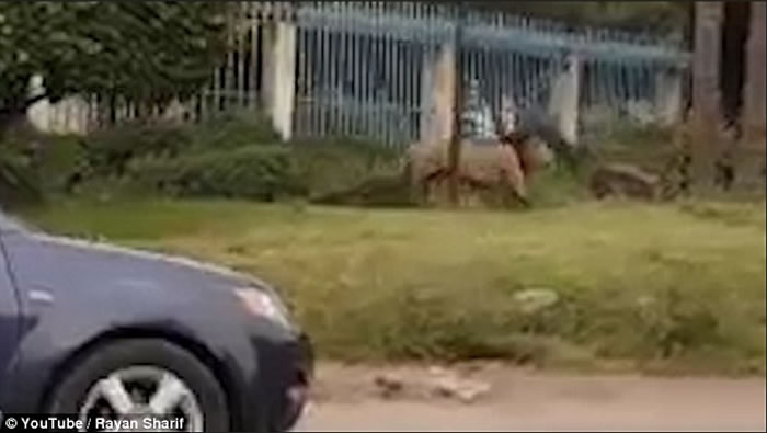 肯尼亚内罗毕国家公园狮子闯首都,抓伤老翁惹恐慌