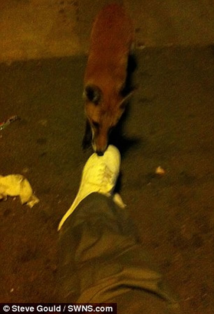 Ӣ���׶�����������ͷ ������������С�����ҧ�Լ����