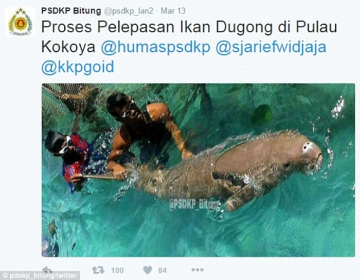 当局将海牛母子放返大自然。