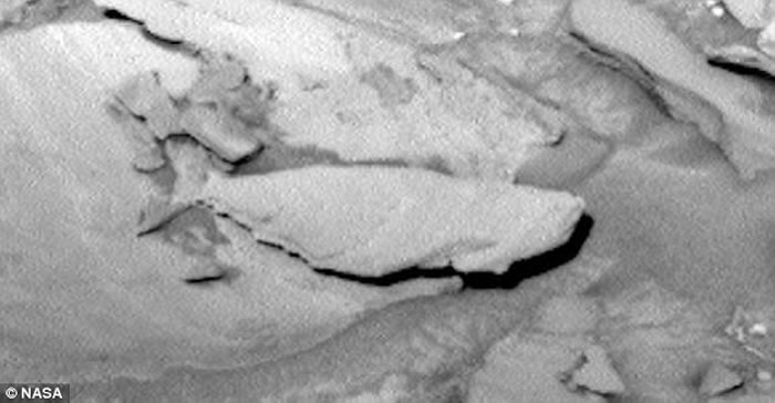 NASA好奇号拍到火星上有条化石大鱼?