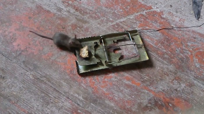 隐藏镜头拍下一只老鼠多次到捕鼠器上偷吃牛油面包,最后都闯过“鬼门关”