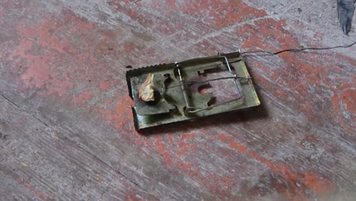 隐藏镜头拍下一只老鼠多次到捕鼠器上偷吃牛油面包,最后都闯过“鬼门关”