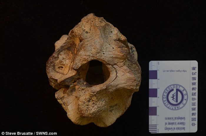 乌兹别克北部沙漠发现属于暴龙祖先的新品种恐龙化石Timurlengia euotica