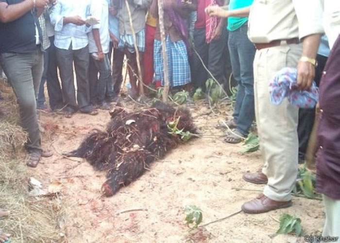 ӡ��Ұ������ҧ��3�� �����쿪ǹ��ɱ