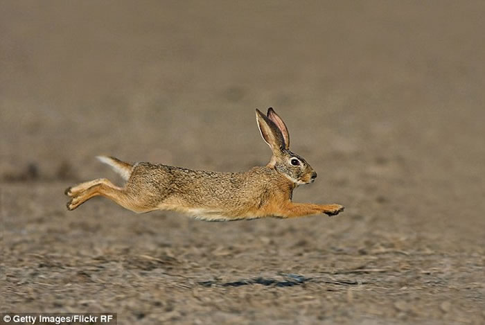 ����������Э��ٰ츴������ô��� ��ɱ1.8��ֻҰ��