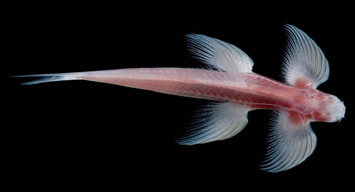 ��ѧ����̩����������һ�ֻ����ٲ��ġ�ä�ۡ�Ѩ����Cryptotora thamicola