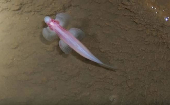 ��ѧ����̩����������һ�ֻ����ٲ��ġ�ä�ۡ�Ѩ����Cryptotora thamicola