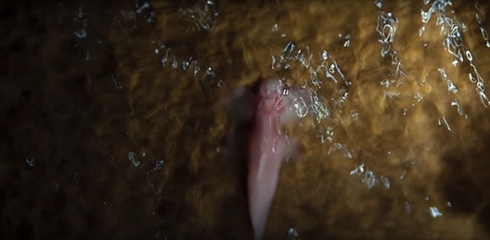 ��ѧ����̩����������һ�ֻ����ٲ��ġ�ä�ۡ�Ѩ����Cryptotora thamicola