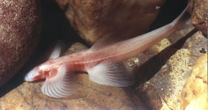 ��ѧ����̩����������һ�ֻ����ٲ��ġ�ä�ۡ�Ѩ����Cryptotora thamicola