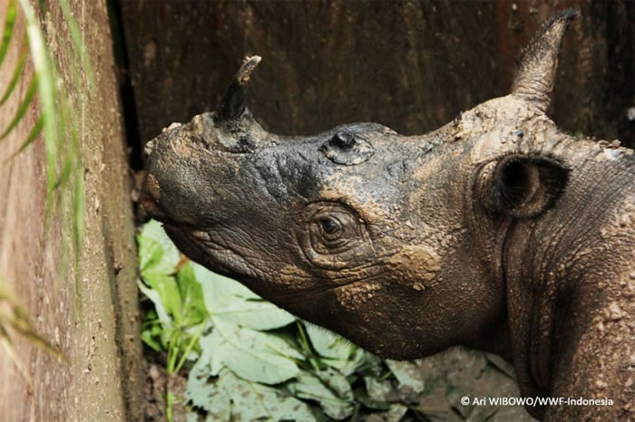 ֻĸŴϬţϬⲶ񣬽˰Ƶȫ֮أܵԡ PHOTOGRAPH BY ARI WIBOWO, WWF-INDO̴