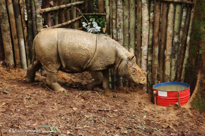 ׹Ѩл׽Ϭܿؾͻ˵ PHOTOGRAPH BY ARI WIBOWO, WWF-INDO​​NESIA