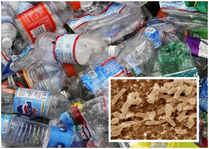 日本科学家发现了一种新细菌品种(小图),可以分解塑胶。