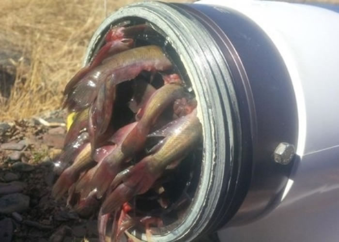 约有10条鱼塞在消防栓口,令消防员抽不到水。