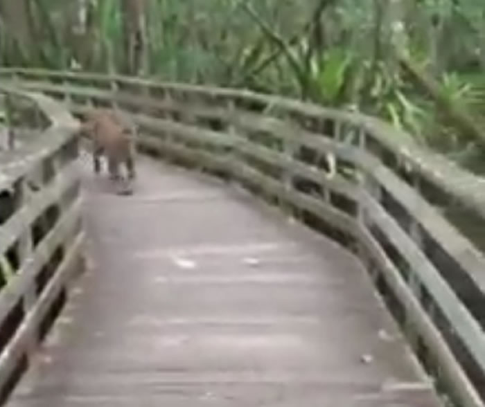 ����Ů���峿�����󱣻������� һֻɽʨ�������ܹ�