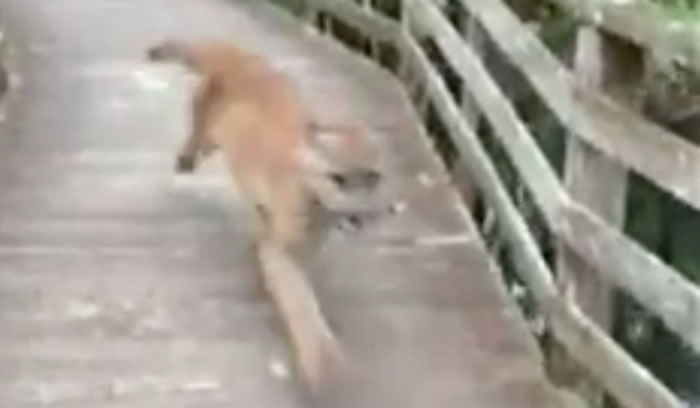 ����Ů���峿�����󱣻������У�һֻɽʨ�������ܹ�