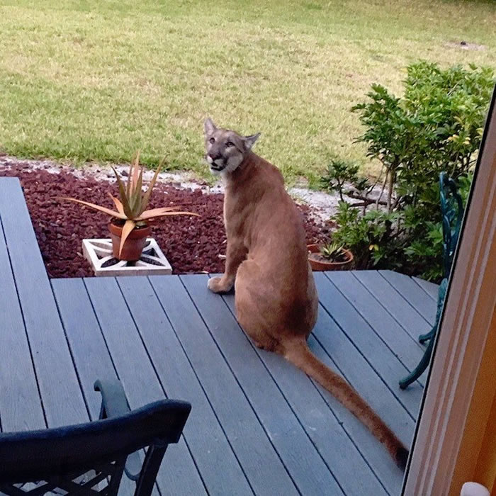 �����������ϴ��ŷ���һֻ���������ɽʨ��������ɹ̫��