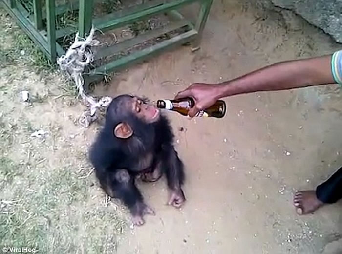 ���޹��Ҽ���һͷ�������������׺������޾Ʋ���