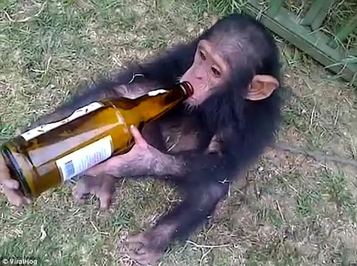 ���޹��Ҽ���һͷ�������������׺������޾Ʋ���