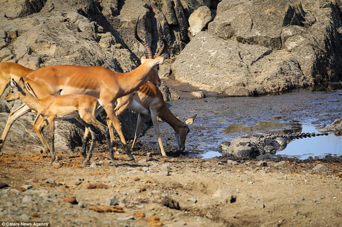 ��Ӱʦץ���Ϸǿ�³����ҹ�԰�ڰ���������ͻϮ����