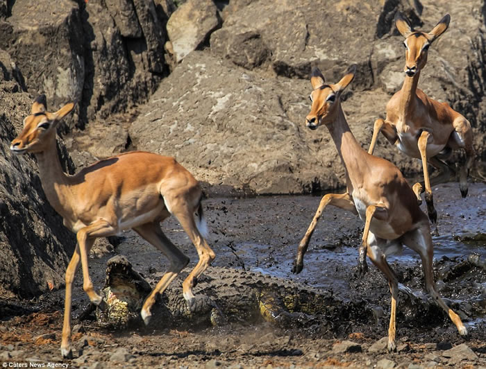 ��Ӱʦץ���Ϸǿ�³����ҹ�԰�ڰ���������ͻϮ����