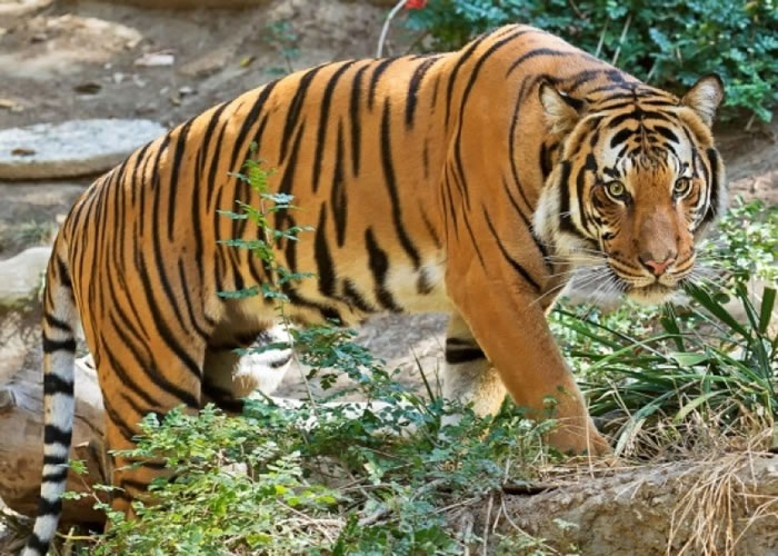 马来西亚只剩约350只马来虎。